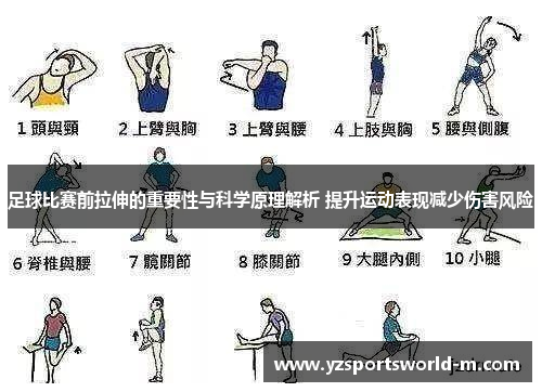 足球比赛前拉伸的重要性与科学原理解析 提升运动表现减少伤害风险